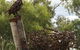 Blackall Sculpture Trail - thumb 0