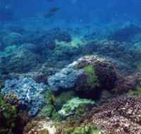 Hoffman's Rocks Dive Site - Accommodation VIC