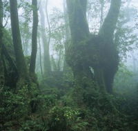 West Canungra Creek Circuit - Accommodation VIC