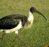 Toowoomba Bicentennial Waterbird Habitat - Accommodation VIC