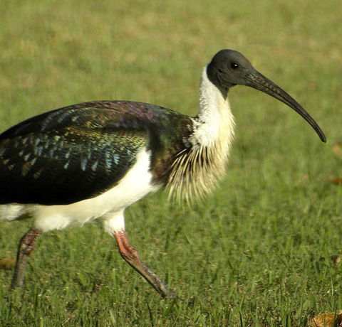 Toowoomba Bicentennial Waterbird Habitat - Accommodation VIC 0