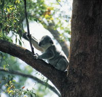 Daisy Hill Conservation Park - Accommodation VIC