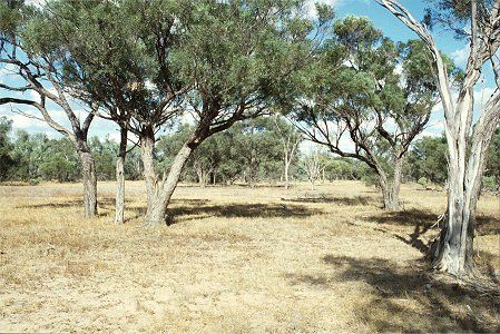 Forest Den National Park - Accommodation VIC 0