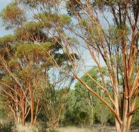 Myall Park Botanic Garden - Accommodation VIC