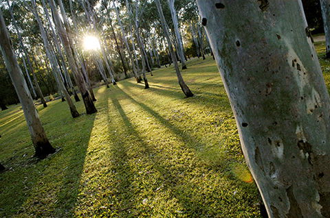 Tondoon Botanic Gardens - Accommodation VIC 0