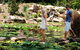 Tondoon Botanic Gardens - thumb 7