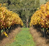 Wild Dog Winery  Restaurant - Accommodation VIC