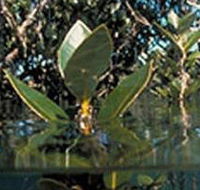 Jawbone Marine Sanctuary - Accommodation VIC