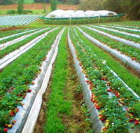 Kookaberry Strawberry Farm - Accommodation VIC