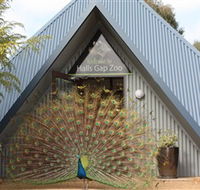 Halls Gap Zoo - Accommodation VIC