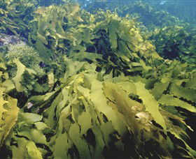Barwon Bluff Marine Sanctuary - Accommodation VIC 0