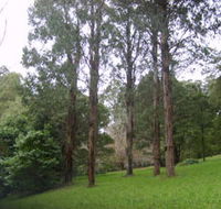 Mount Dandenong Arboretum - Accommodation VIC
