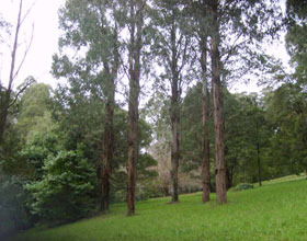 Mount Dandenong Arboretum - Accommodation VIC 0