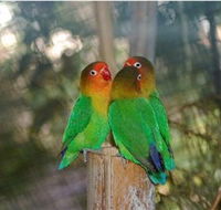 Ballarat Bird World