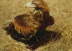 Long Forest Nature Conservation Reserve - Accommodation VIC 0