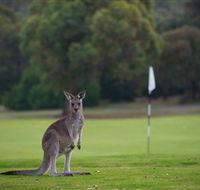 Anglesea Golf Club - Accommodation VIC
