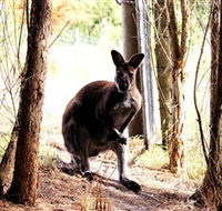 Great Ocean Road Wildlife Park - Accommodation VIC