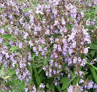 Otway Herbs - Accommodation VIC