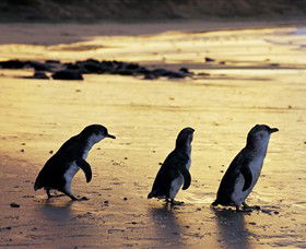 Ventnor VIC Accommodation VIC