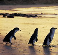 Phillip Island Nature Park - Accommodation VIC