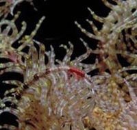Point Danger Marine Sanctuary - Accommodation VIC