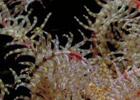Point Danger Marine Sanctuary - Accommodation VIC 0