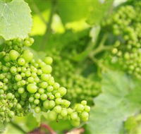 Waratah Hills Vineyard - Accommodation VIC