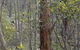 Heathcote-Graytown National Park - thumb 0
