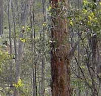 Heathcote-Graytown National Park - Accommodation VIC