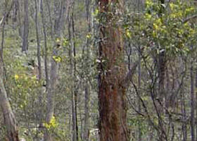 Heathcote-Graytown National Park - Accommodation VIC 0