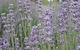 Warratina Lavender Farm - thumb 0
