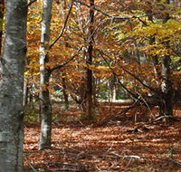 RJ Hamer Arboretum - Accommodation VIC