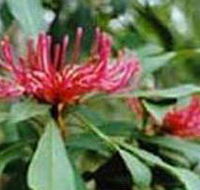 Alfred National Park - Accommodation VIC