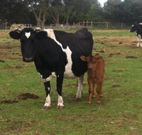 Animal Land Children's Farm - Accommodation VIC