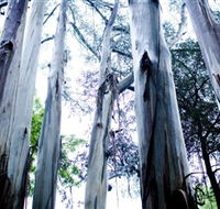Dandenong Ranges National Park - Accommodation VIC