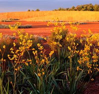 Royal Botanic Gardens Victoria Cranbourne - Accommodation VIC