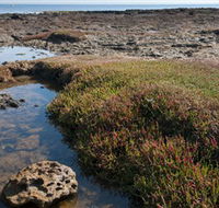 Ricketts Point Marine Sanctuary - Accommodation VIC