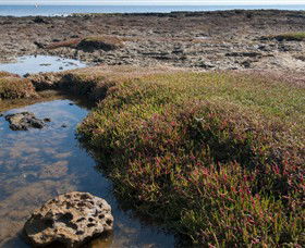 Ricketts Point Marine Sanctuary - Accommodation VIC 0