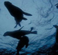 The Arches Marine Sanctuary - Accommodation VIC