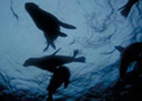 The Arches Marine Sanctuary - Accommodation VIC 0