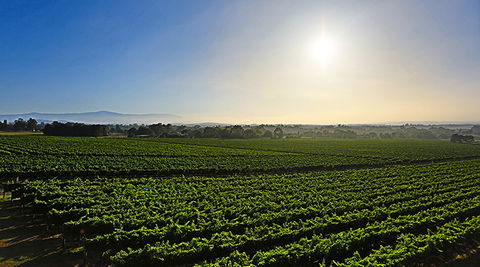 GREENSTONE VINEYARDS - Accommodation VIC 0