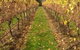 Dromana Estate - thumb 11