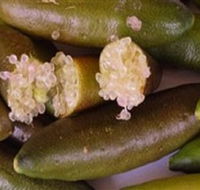 Sandy Creek Olives and Finger Limes - Accommodation VIC