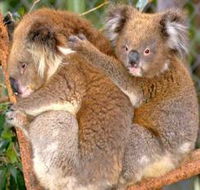 Shoalhaven Zoo - Accommodation VIC
