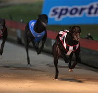 Dapto Dogs - Accommodation VIC