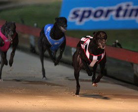 Dapto Dogs - Accommodation VIC 0