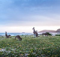 Pebbly Beach - Accommodation VIC
