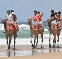 Camel Rides with Coffs Coast Camels - Accommodation VIC
