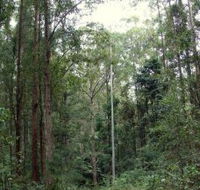 Bongil Bongil National Park - Accommodation VIC