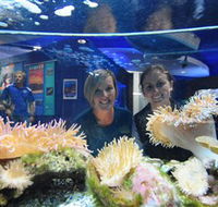 Solitary Islands Aquarium - Accommodation VIC